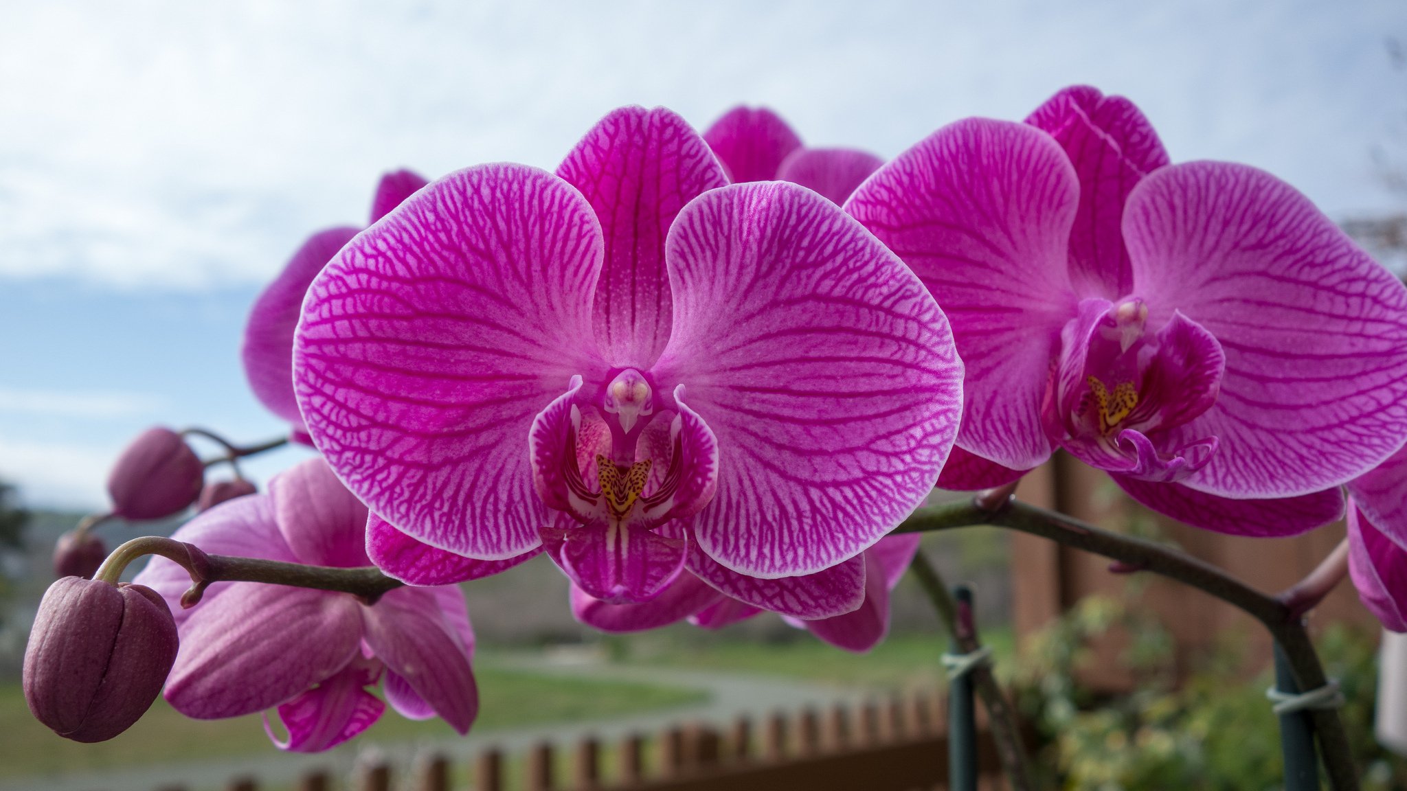 orchidée branche exotique gros plan