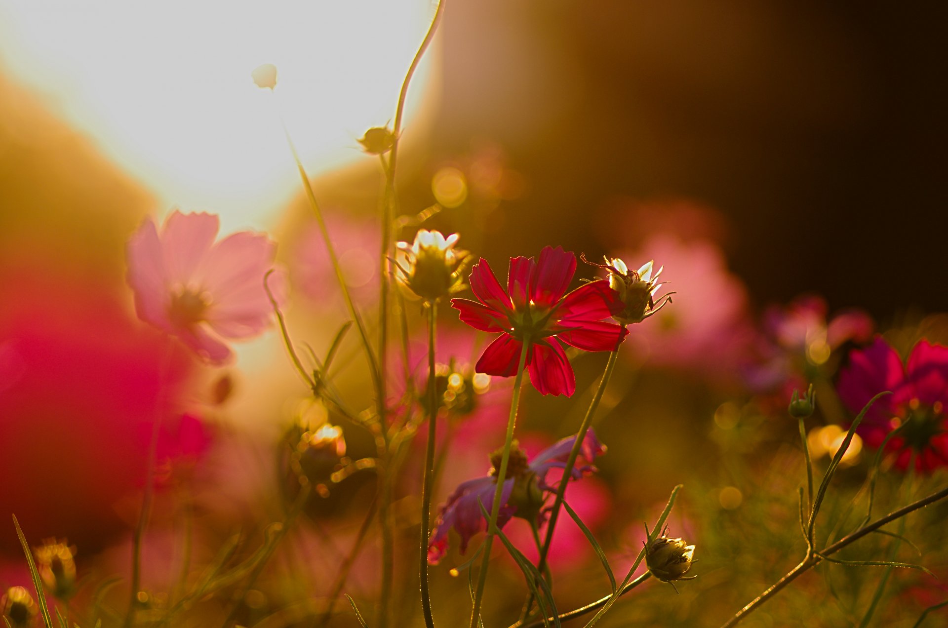 blumenbeet blumen kosmea blendung bei sonnenuntergang