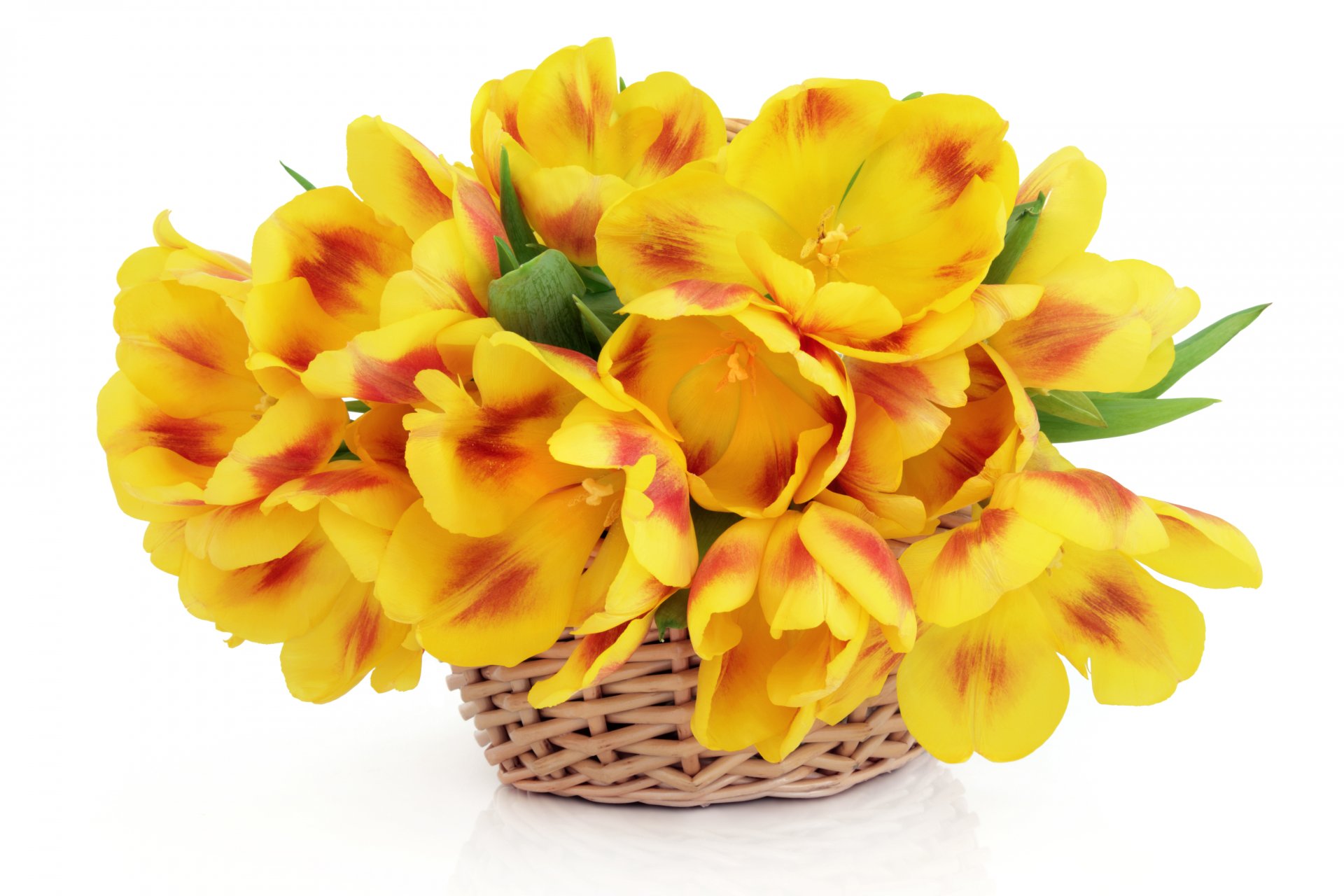 flower tulips basket white background