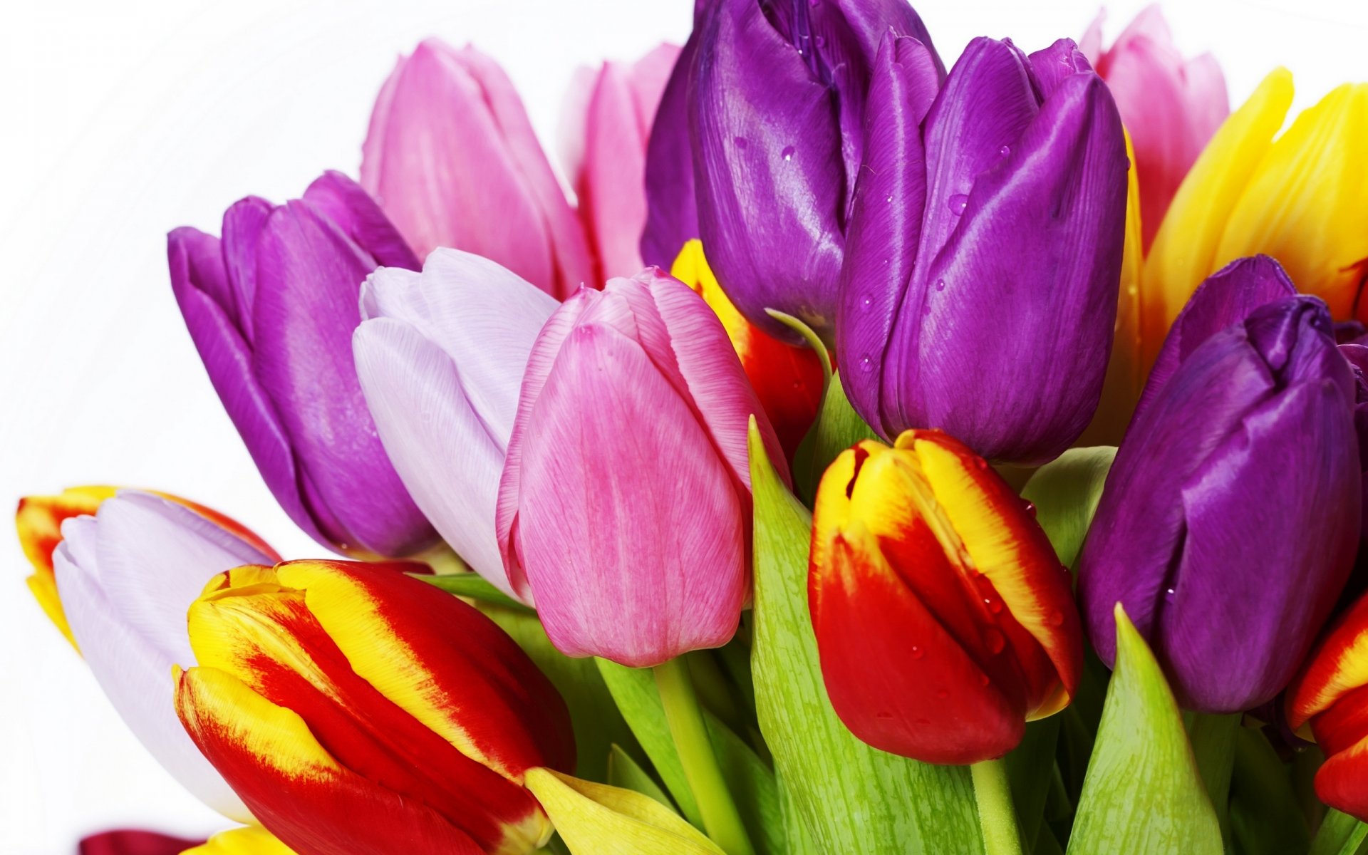 tulips flowers bright bouquet yellow red white pink purple petals beauty bright multicolored pink lilac white leave