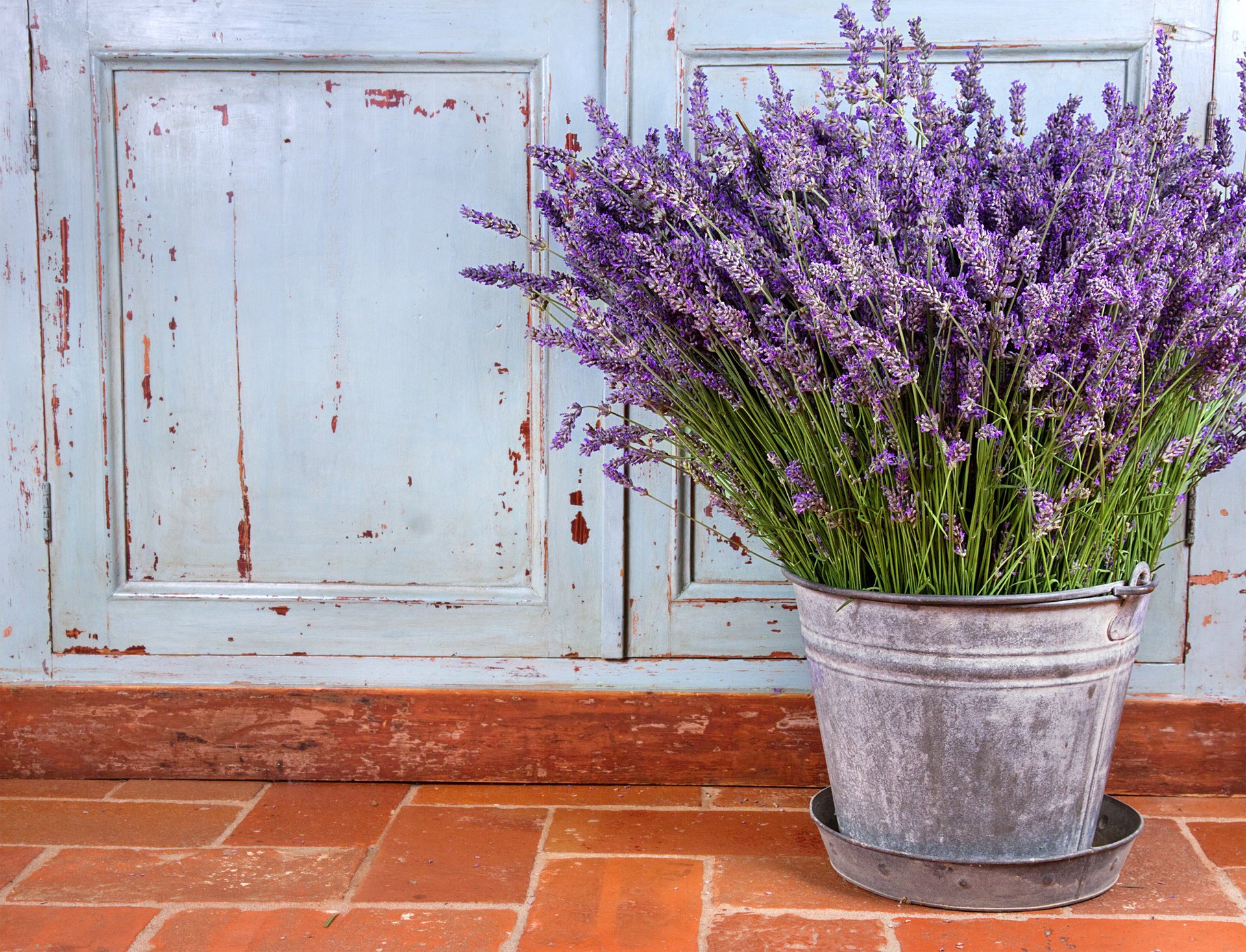 blumen stillleben lila blüten lavendel