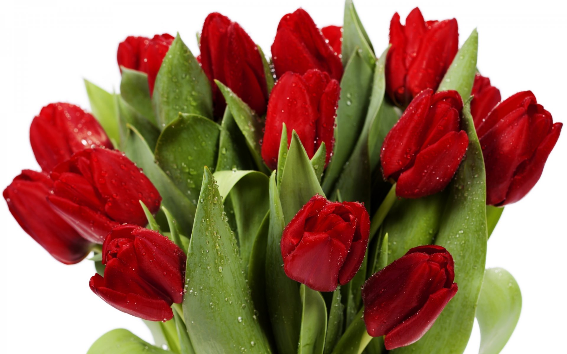 tulipes fleurs lumineux bouquet rouge pétales beauté lumineux feuilles