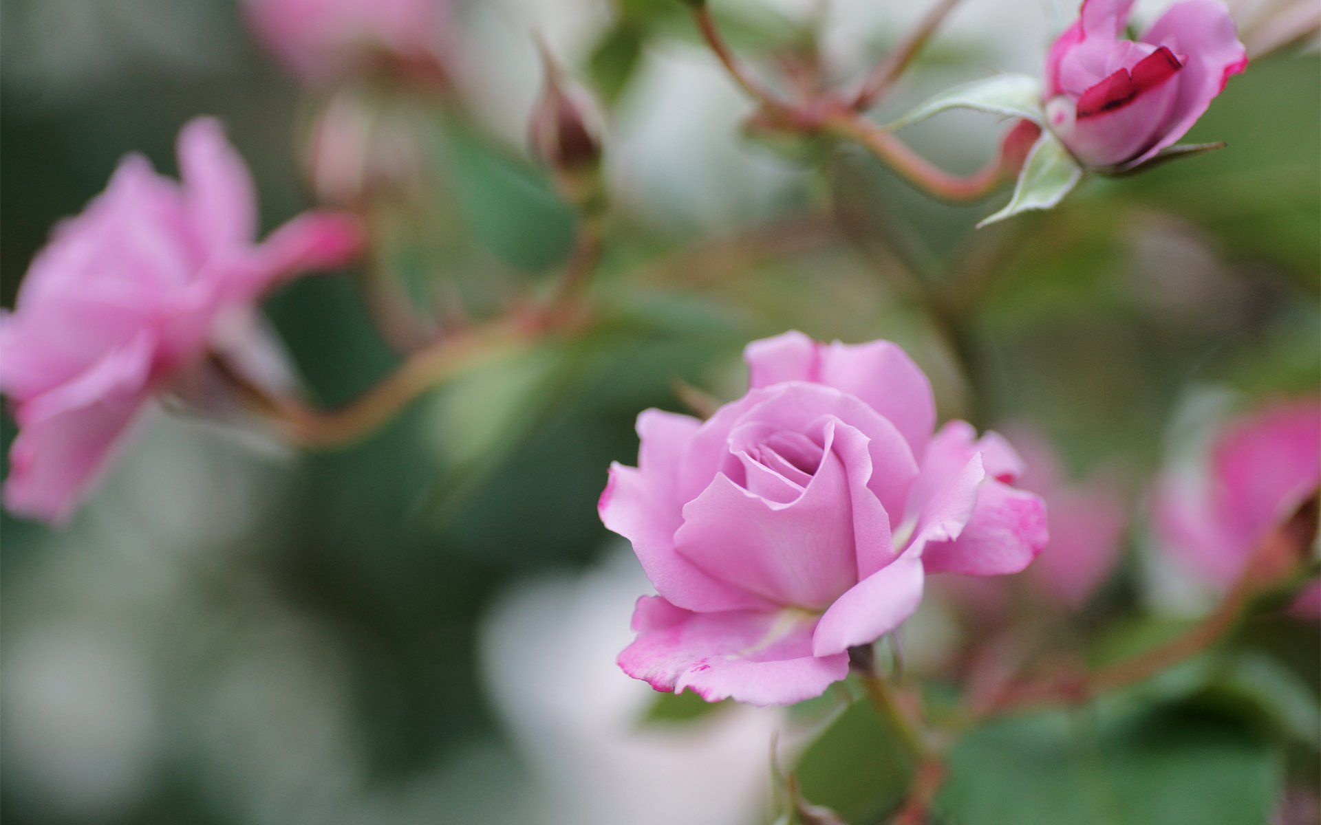 rosen rosa blumen zweige