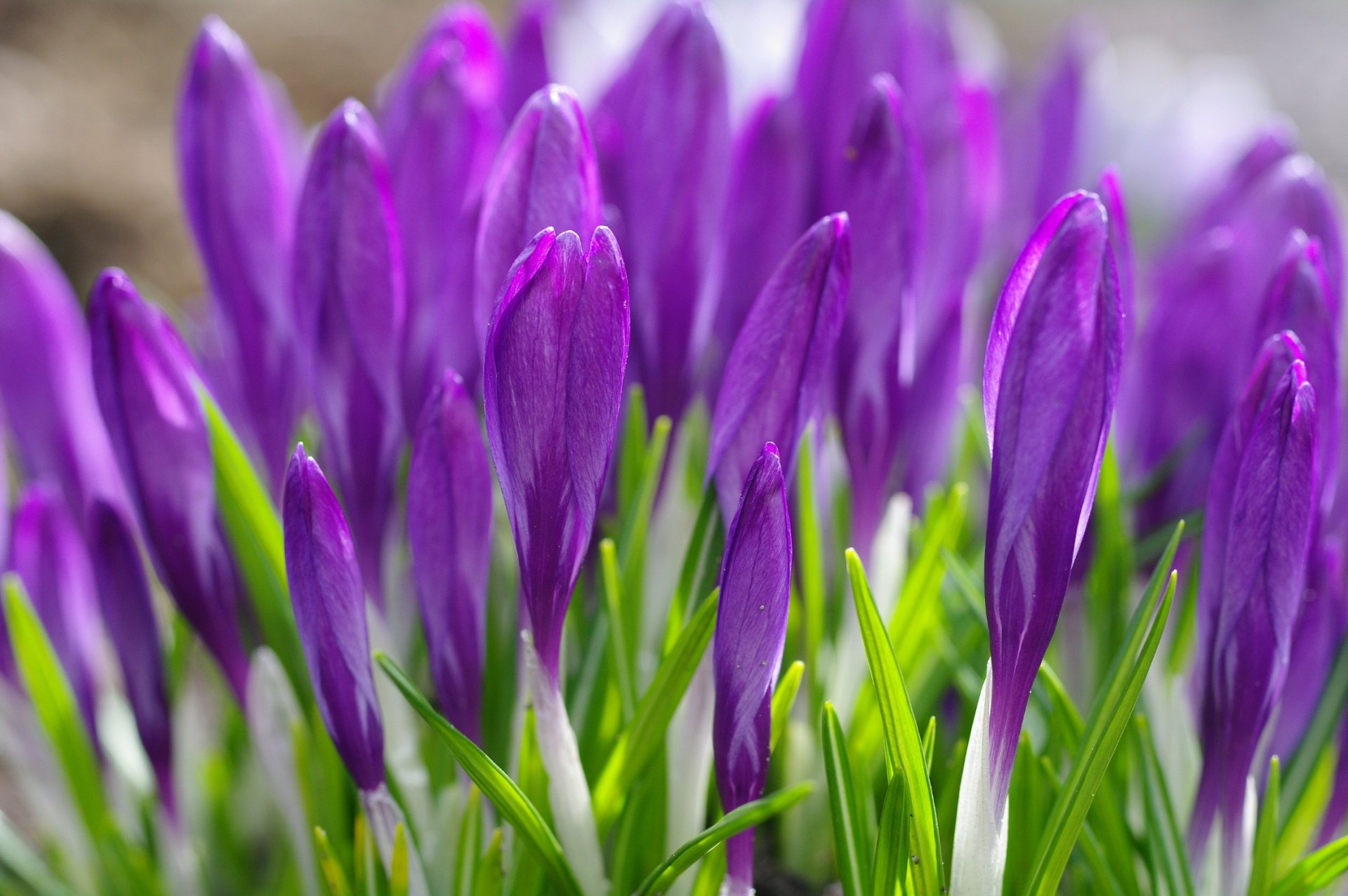 pring flower crocus purple gra