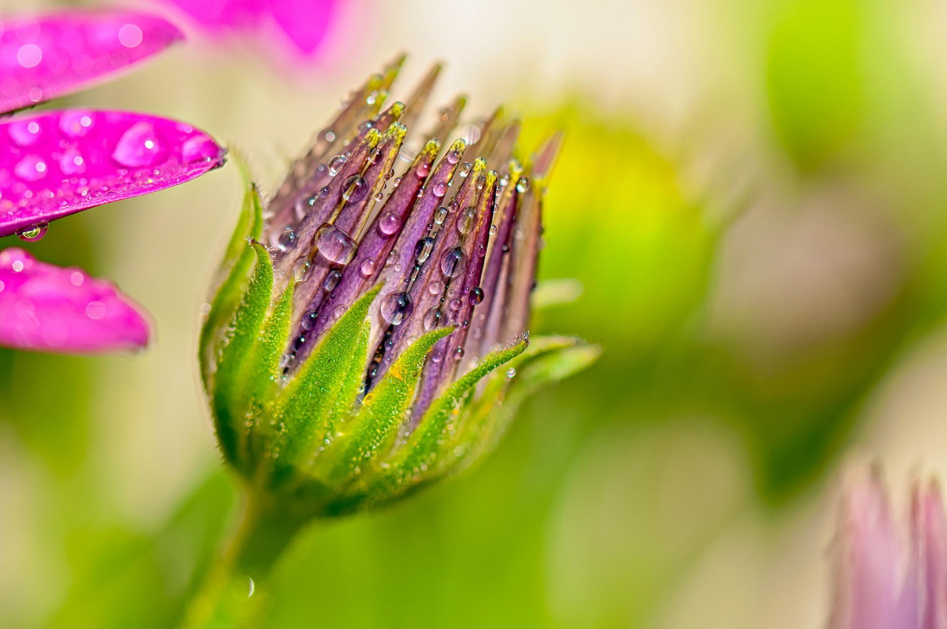 bocciolo petali macro