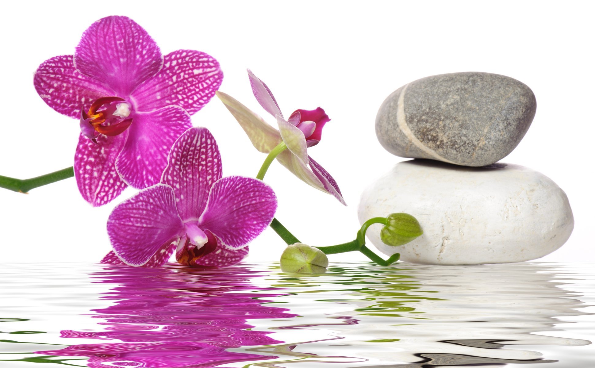 eau pierres de spa fleurs orchidée