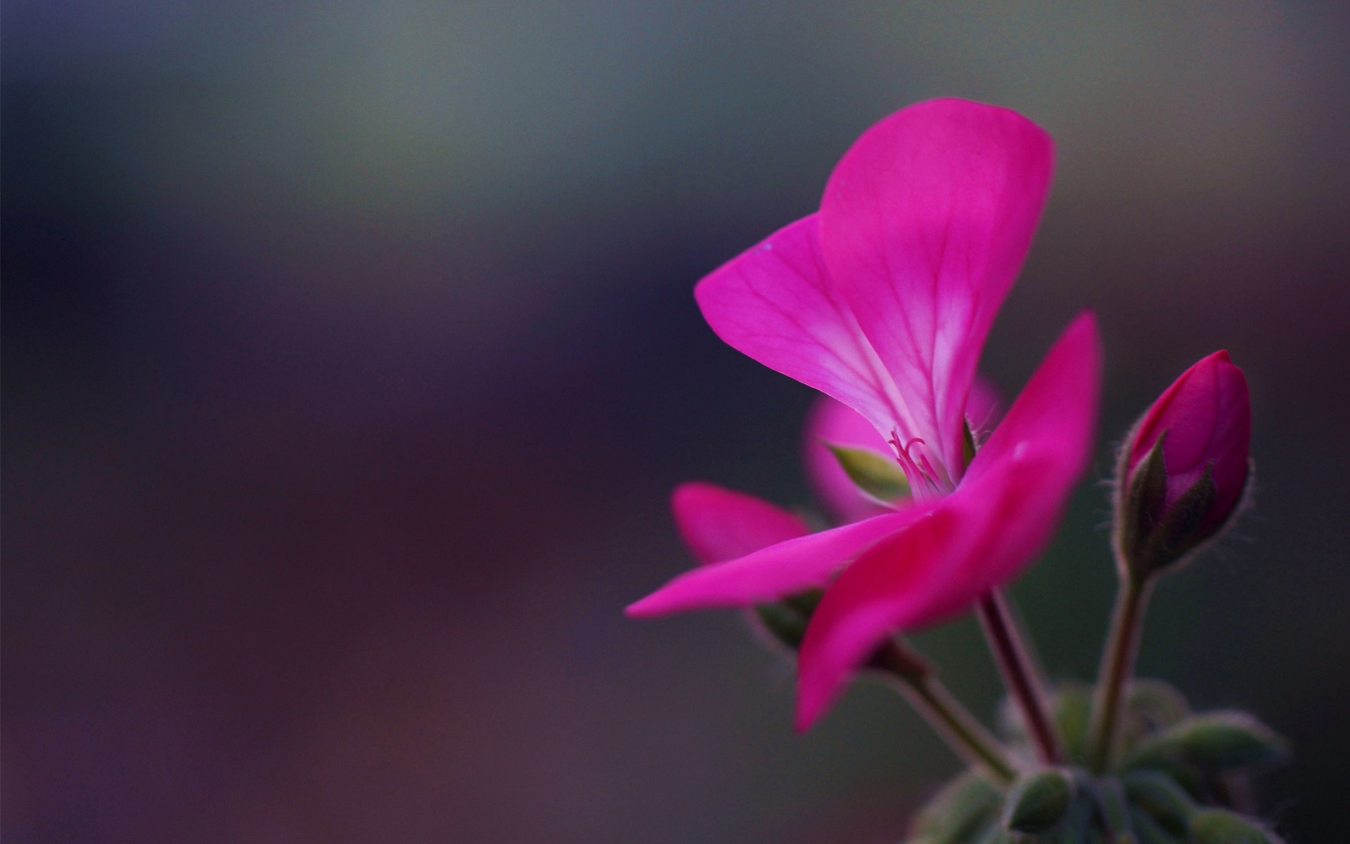 geranium kwiat pąki kwiatostany