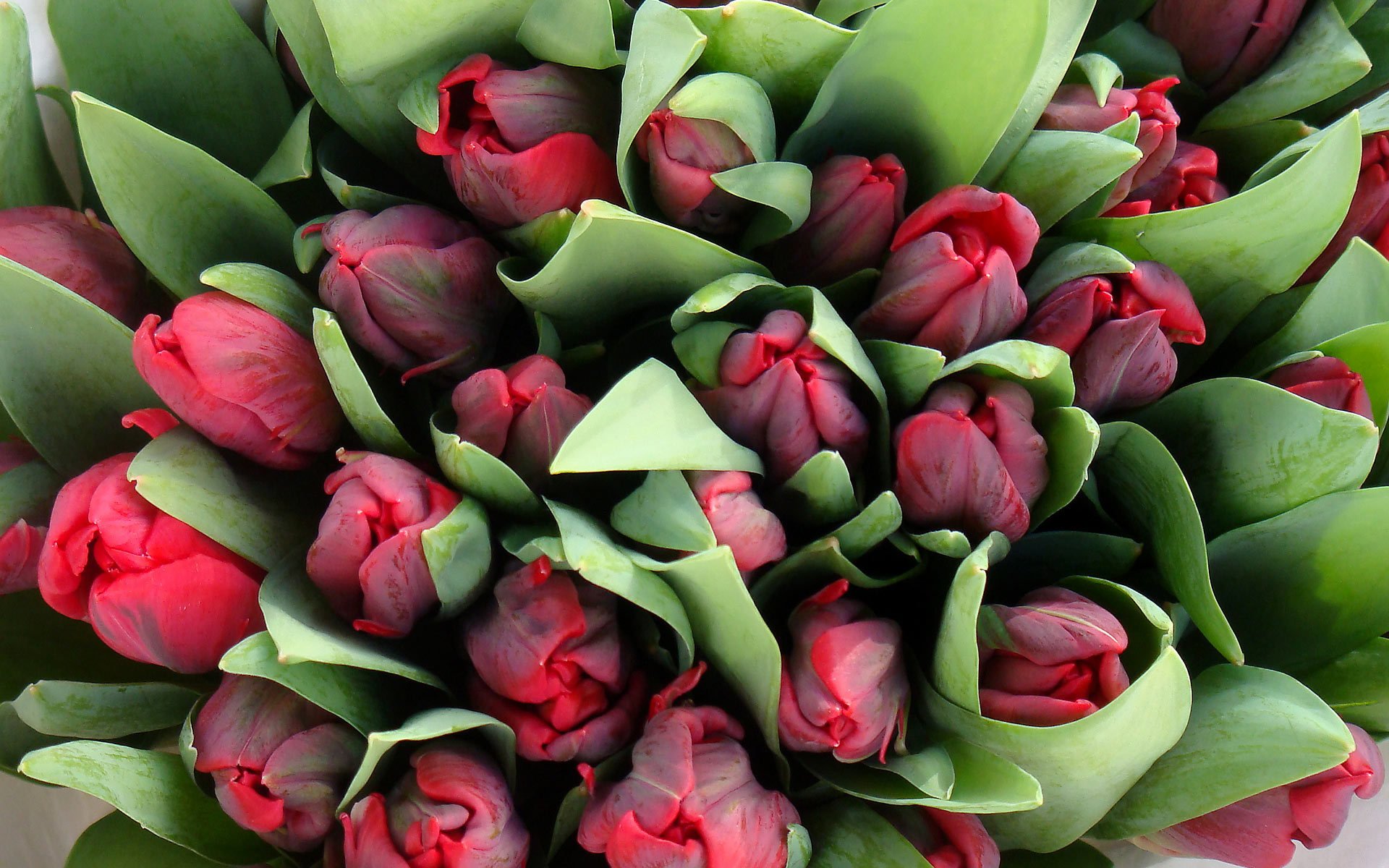 fleurs bouquet beaucoup tulipes vue de dessus