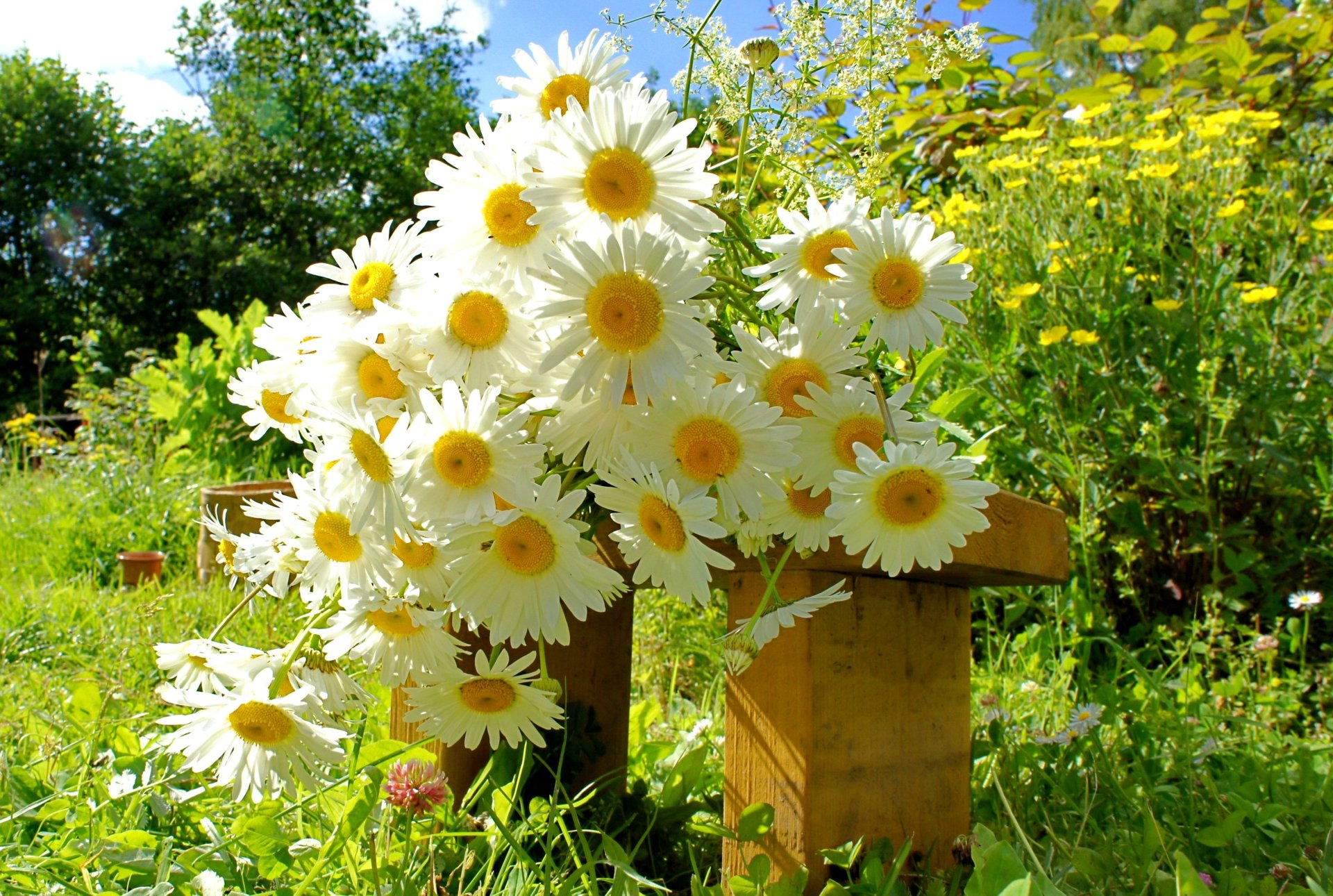 gänseblümchen blumenstrauß garten bank