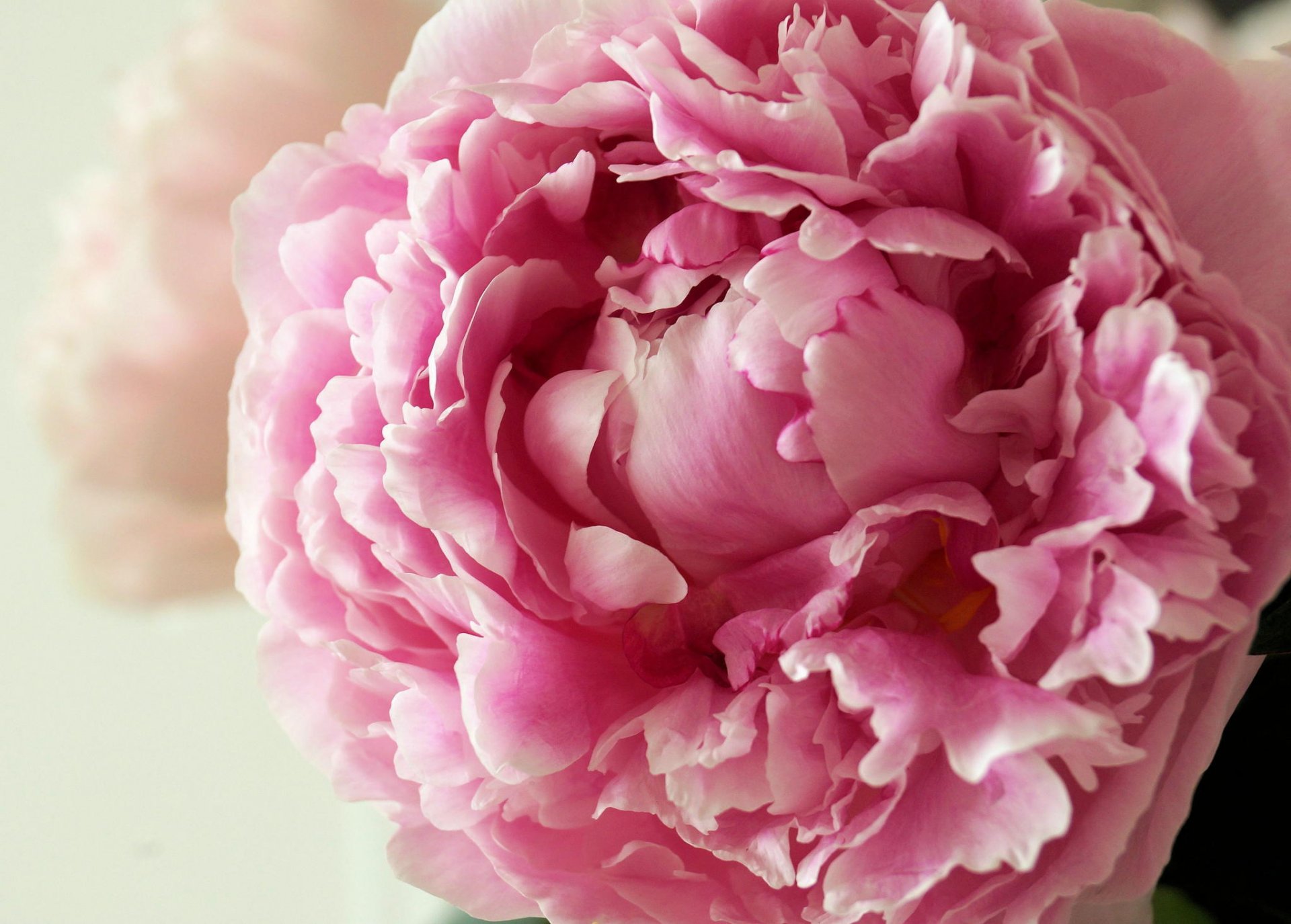 flower peony pink tender