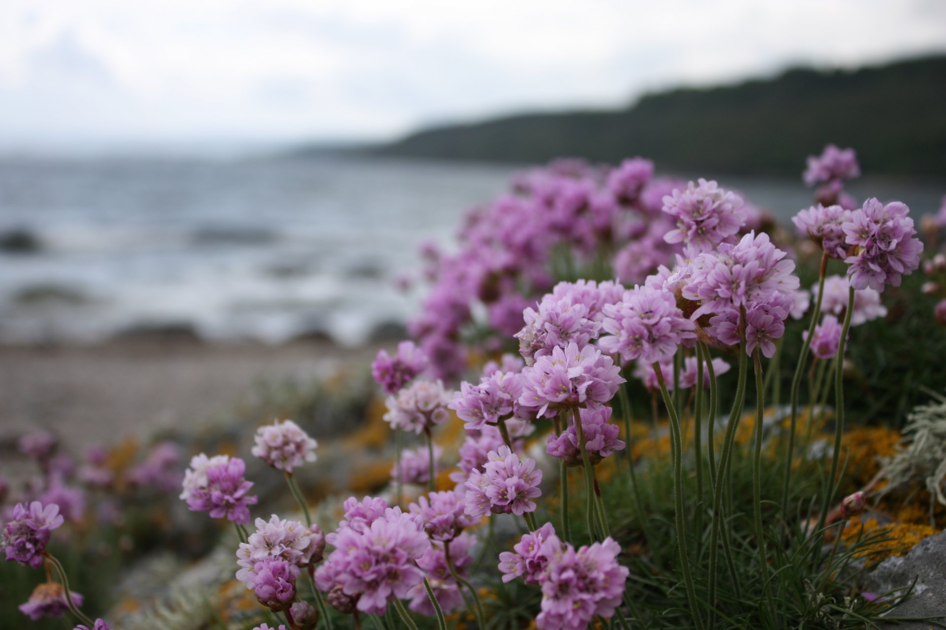 flowers beach shore lilac flowers purple flowers purple flowers cloudy water