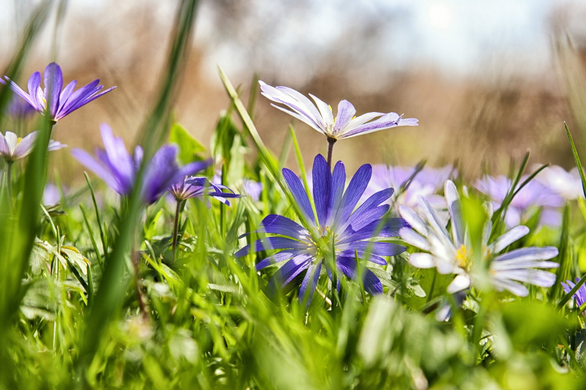 grass flower purple chamomile blur