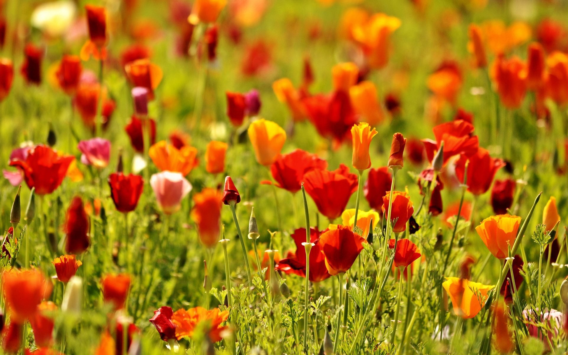 fleurs fleurs fleur fleurs coquelicots coquelicots rouge champ nature verdure fleur macro fond papier peint écran large plein écran écran large écran large