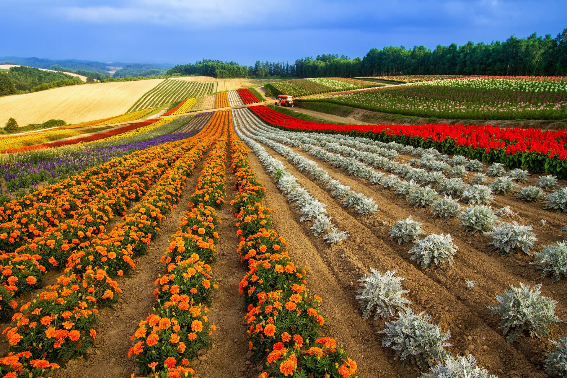 feld betten reihen hügel ferne ansichten farbe