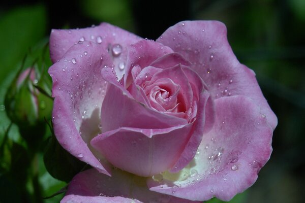 Rose with dewdrops in macro shooting