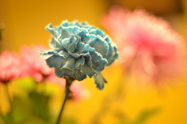 Mon rêve bleu est comme cette fleur inhabituelle