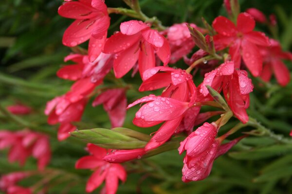 Dew on pink flowers in the garden