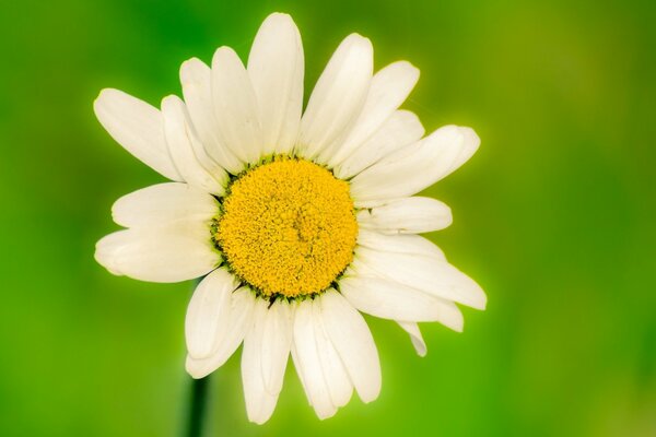 Grande image de Marguerite blanche