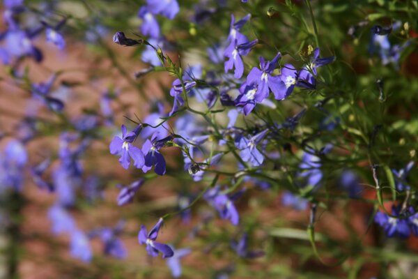 Kleine fliederfarbene Wildblumen