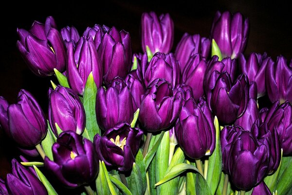 Фиолетовый букет тюльпанов
