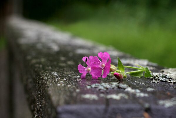 A small insect got into a flower