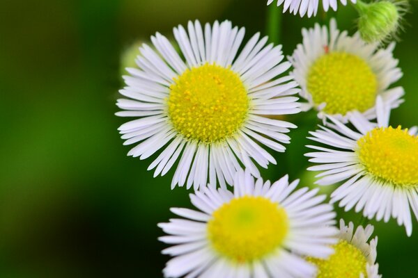 Belles fleurs pour fond et fond d écran