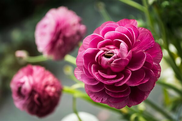 Boutons de fleurs de framboise en gros plan