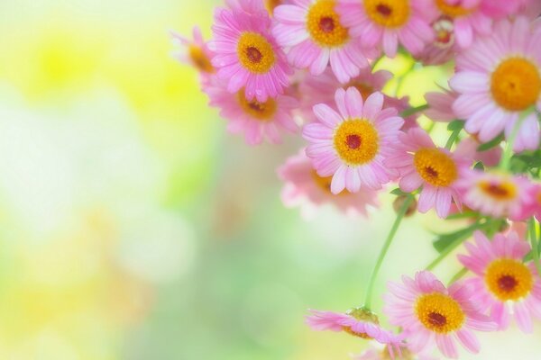 Zarte rosa Gänseblümchen auf verschwommenem Hintergrund