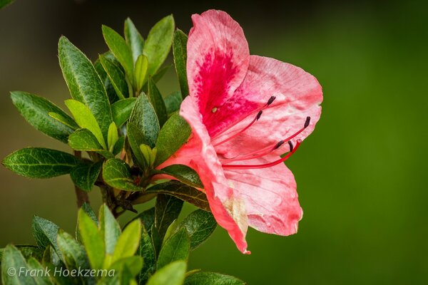 Azalea sensual brillante con follaje jugoso