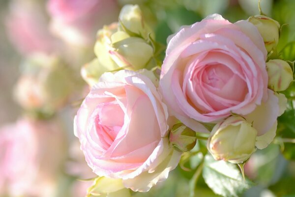 Gros plan de prise de vue de bourgeons roses roses