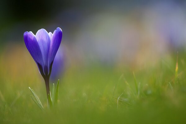 Croco di fiore blu nel campo