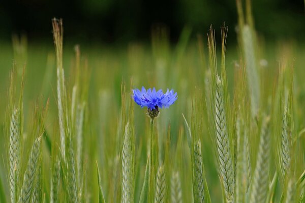 Blaue Blume im Feld unter den Ähren