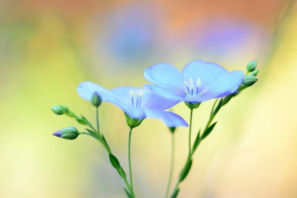 Beautiful blue flowers on a bright matte background. Morning