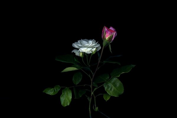 Pink and white roses on a black background