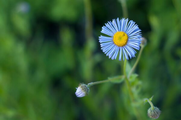 La fleur pourpre a un pétale lumineux