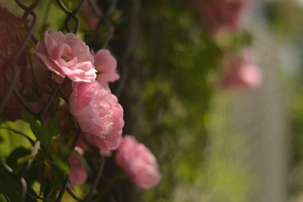 Pétalos de una hermosa Camelia delicada