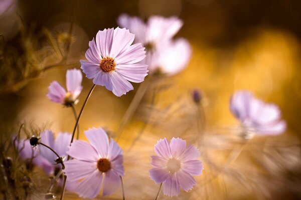 Blume mit einzelnen rosa Blütenblättern