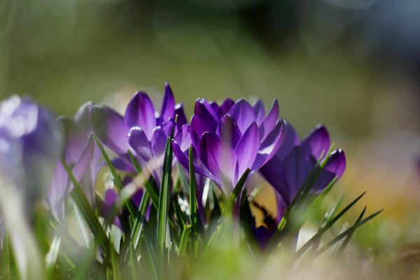 Crocuses are the first spring flowers