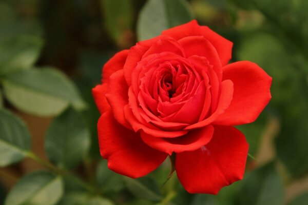 Bocciolo di rosa rossa, riprese macro