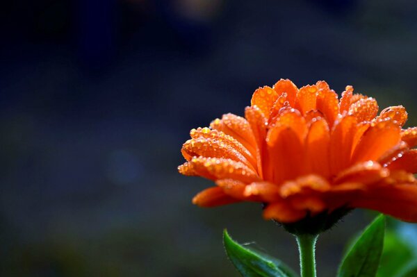 Tautropfen auf einer orangefarbenen Blume