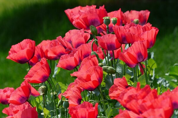 Rote Mohnblumen auf einer grünen Wiese