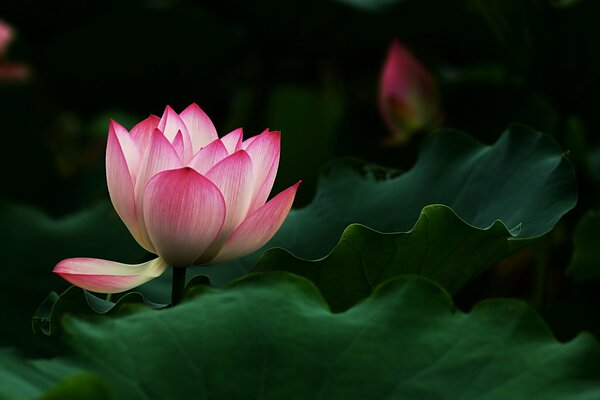 Fleur de Lotus rose avec des feuilles