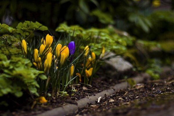 Spring yellow crocuses grow out of the ground