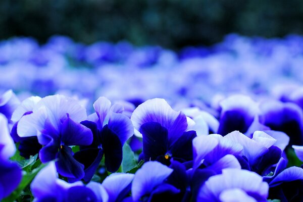 Vivida cornice di colori viole del pensiero nei toni del grigio