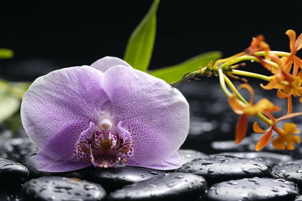 Purple orchid on the rocks