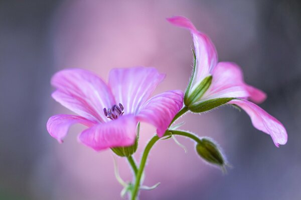 Zarte Waldblumen in rosa Farbe