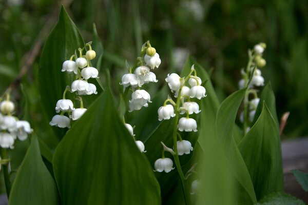 White lilies of the valley with green leaves