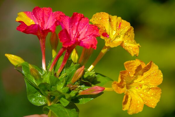 Mtrabilis flower macro photography