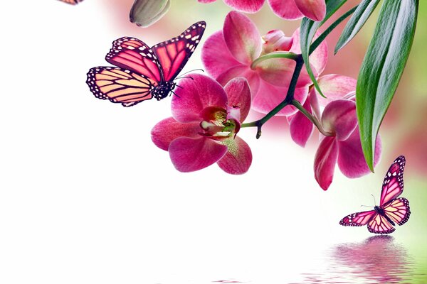 Pink orchid and butterfly by the water