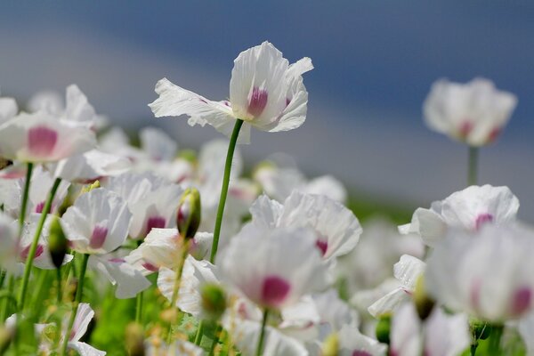 Summer white flowers in the field